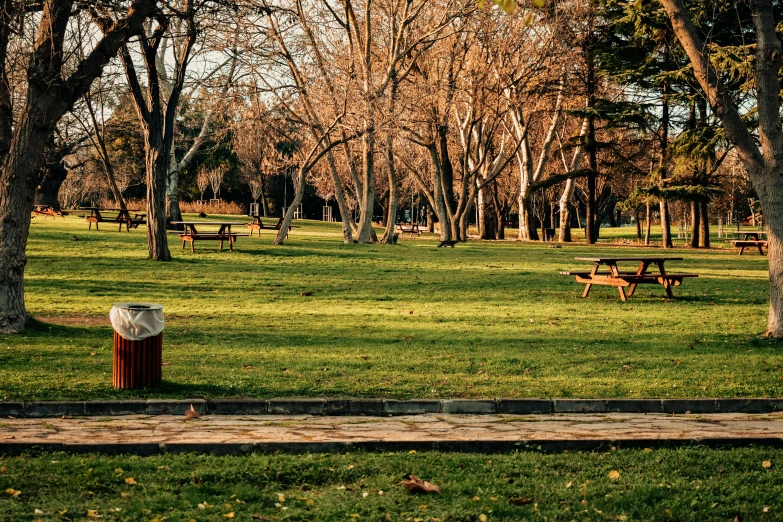 many benches sit on the grass near the trees