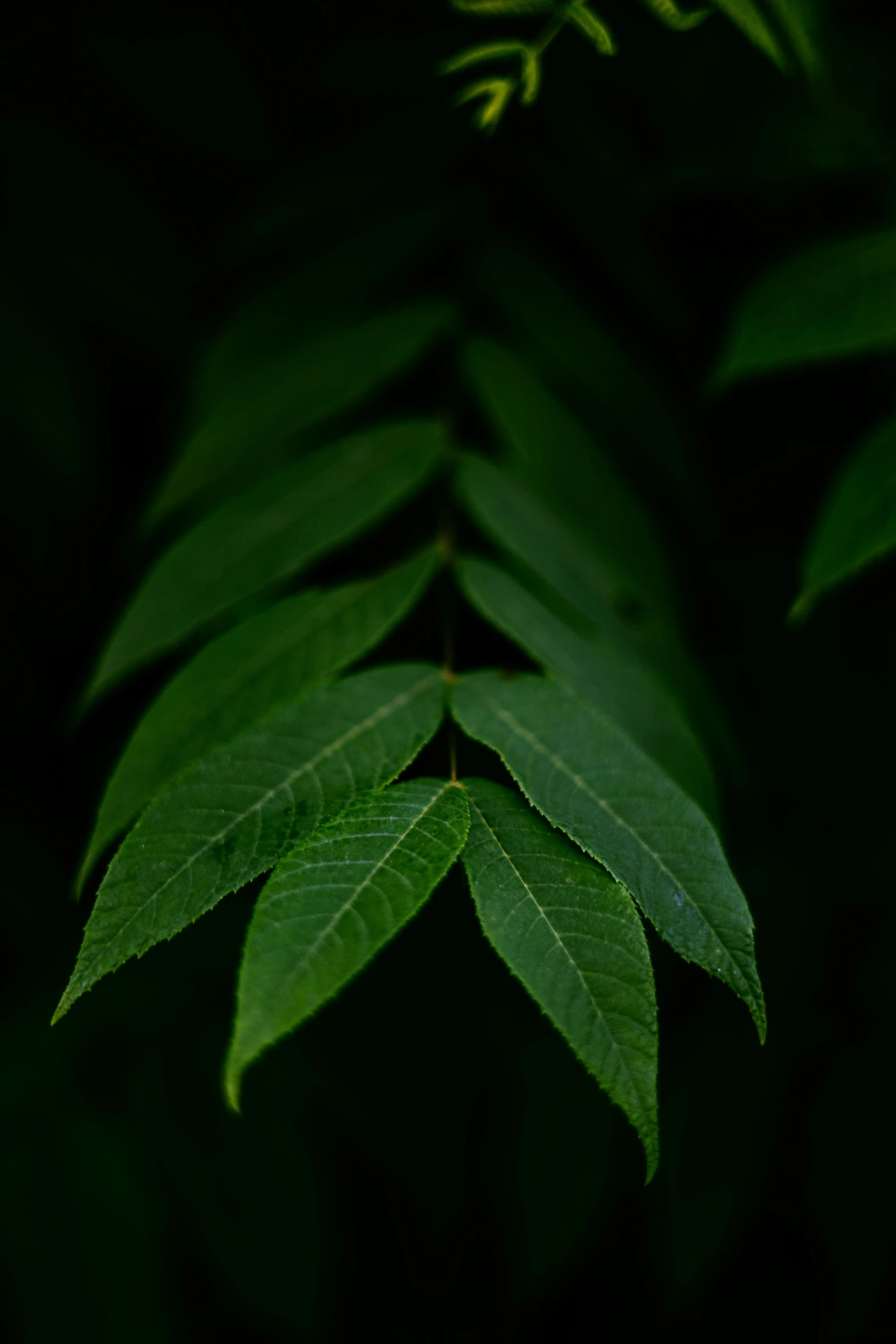 a close up po of some very pretty leaves