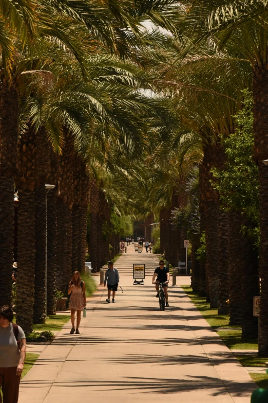 people walking down a tree lined sidewalk in a city