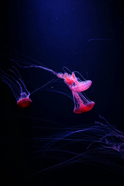 two jellyfish are seen swimming under water