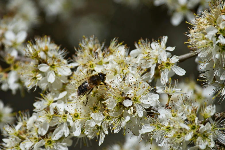 a bee on a flower in bloom in the garden