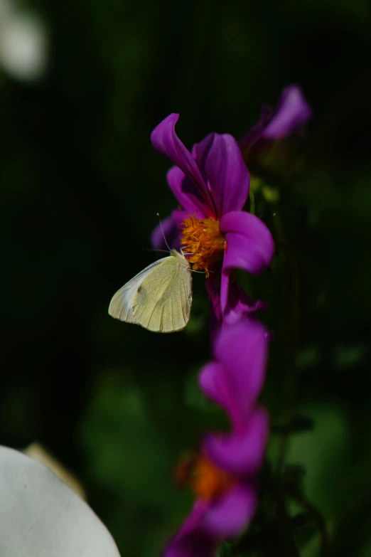 small erfly perched on purple flower with green background