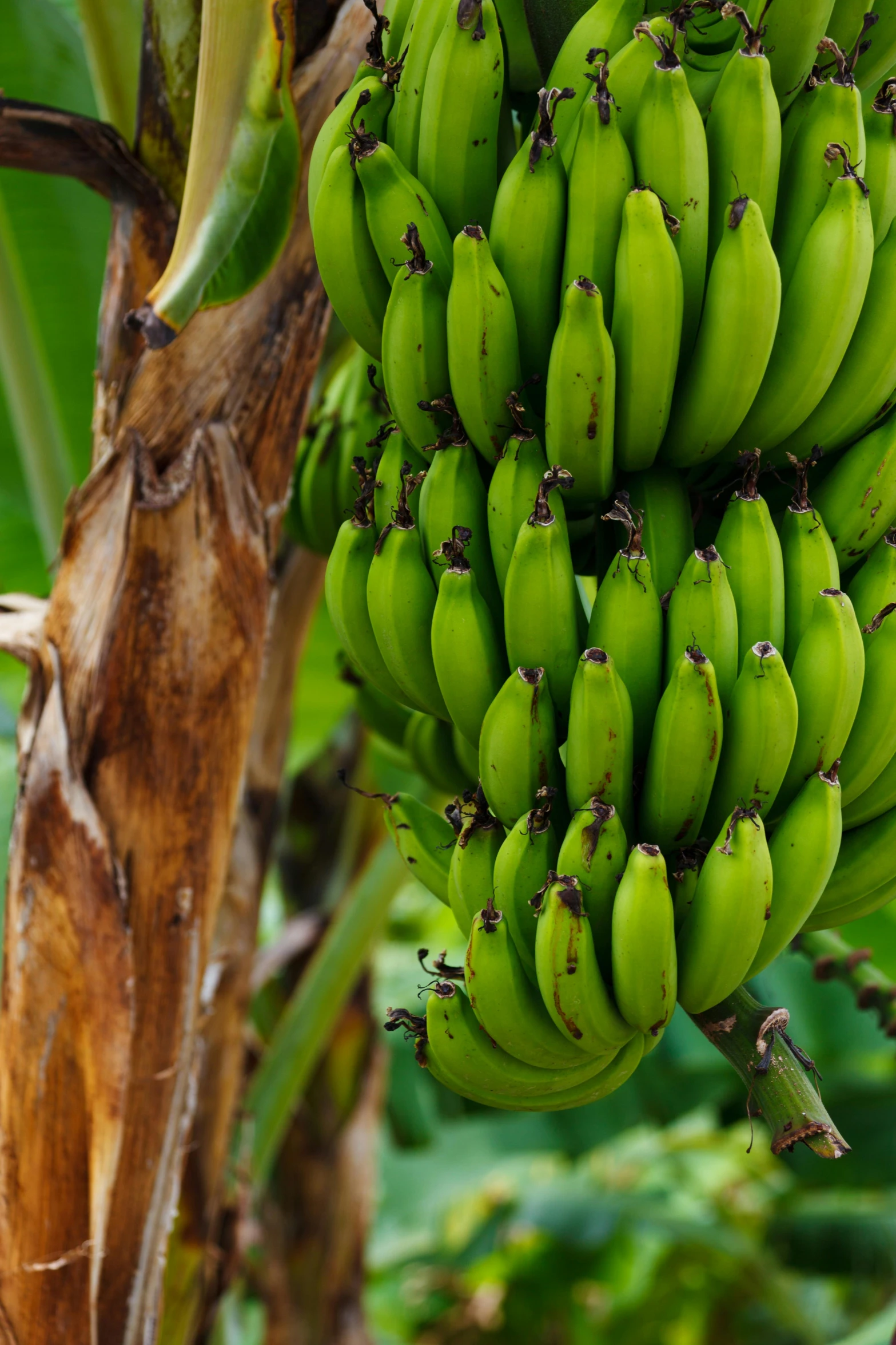 several green bananas still attached to a large tree