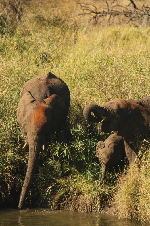 there is an elephant feeding from its mother