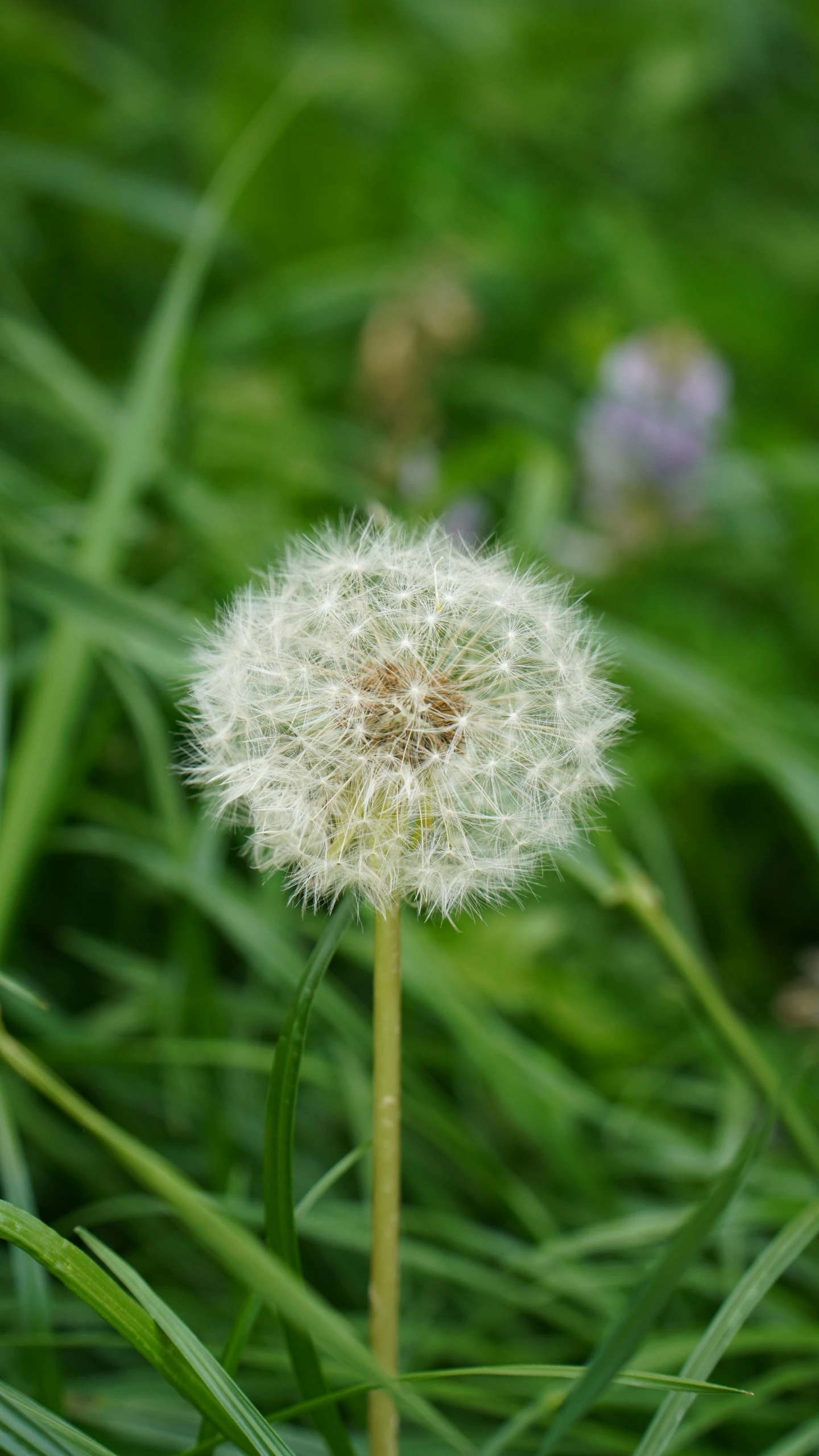 the big fluffy flower has white dandelions in it