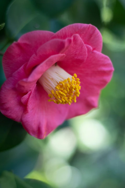 the large pink flower has a yellow center