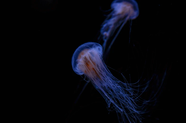 jellyfish swimming against black background at night