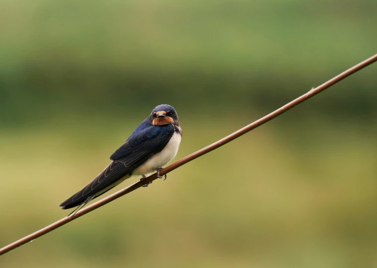 a little bird sits on top of a small nch