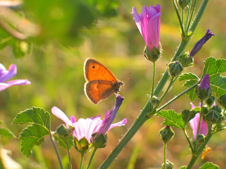 a erfly sits on a purple flower in the sun