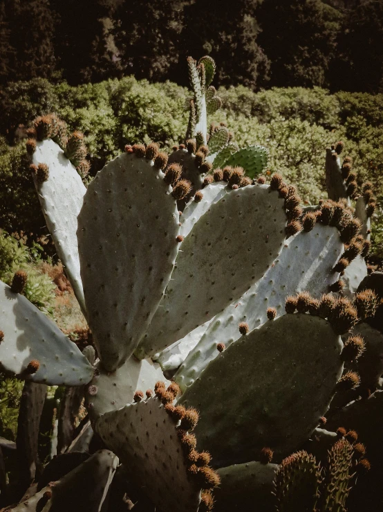 there is a plant with many round leaves