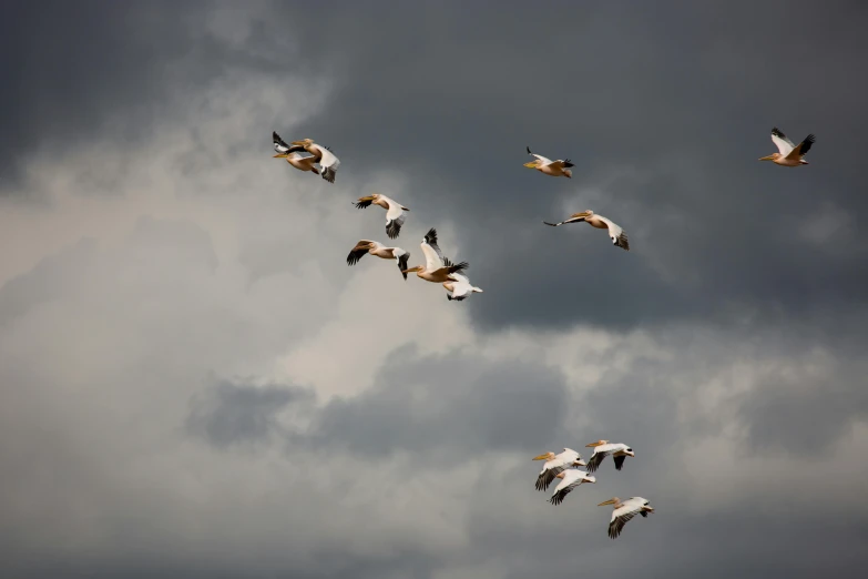 a group of pelicans flying in the sky under a cloudy background
