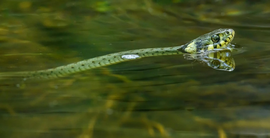 a green snake is in the water with its mouth open