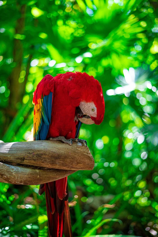 a parrot that is sitting on top of a tree nch