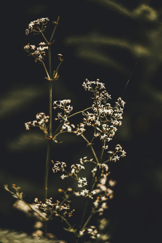 a small bunch of flowers are shown in the dark