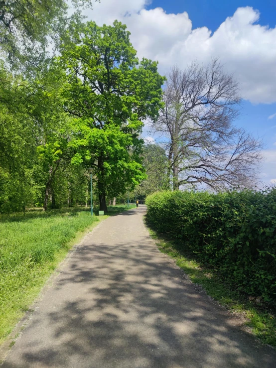 a po of trees and bushes along a trail