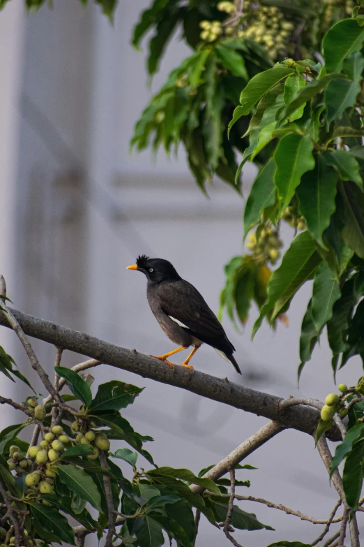 a bird is perched on a nch in front of a building