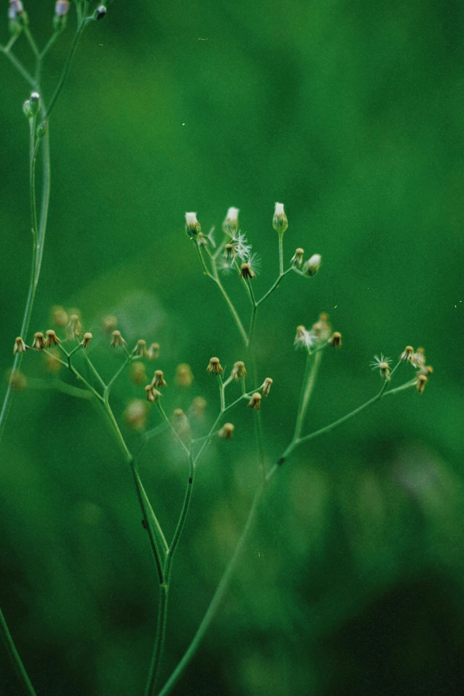 the green plants have white flowers in the field