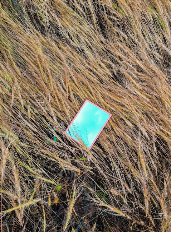 a piece of blue paper lies on the ground in tall grass