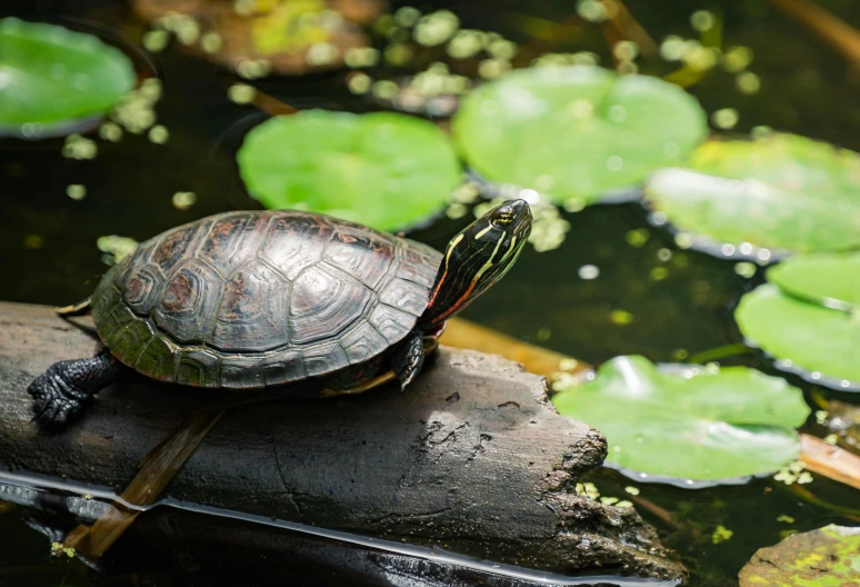 turtle with red and black striped shell sitting on the edge of a wooden log