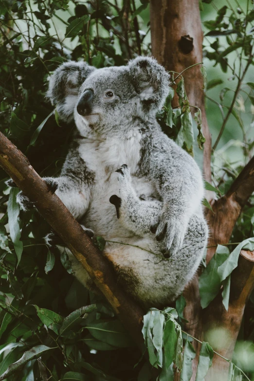 a koala bear sitting in a tree with its baby