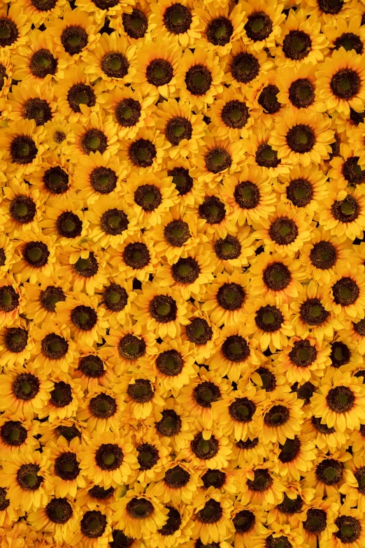 a very large and colorful sunflower pattern