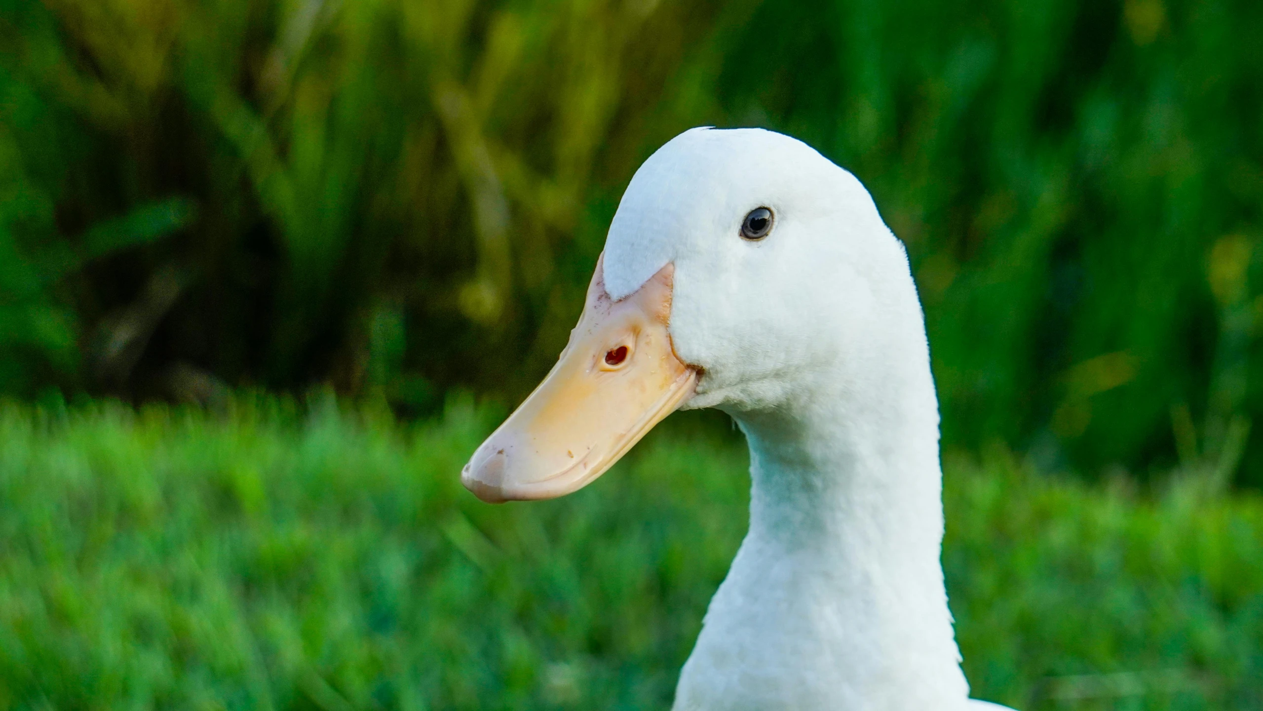 a white duck walking around in a field