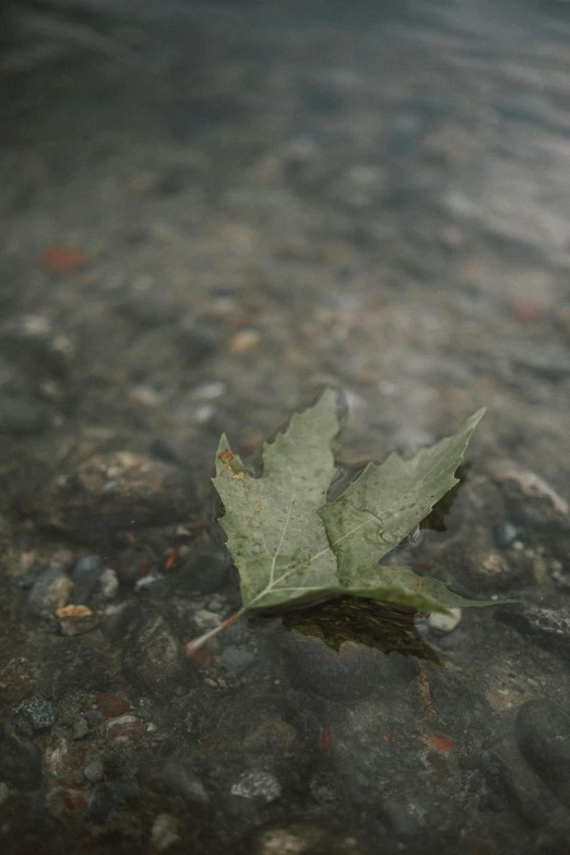 a single leaf is sitting in the middle of water