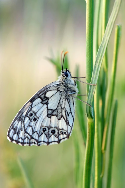 a very pretty erfly laying on the tip of some plant