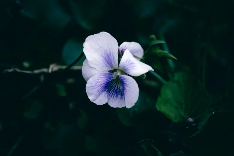 two blue and white flowers on the ground