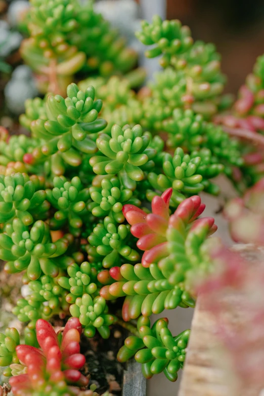 several small green and pink flowers growing in the soil