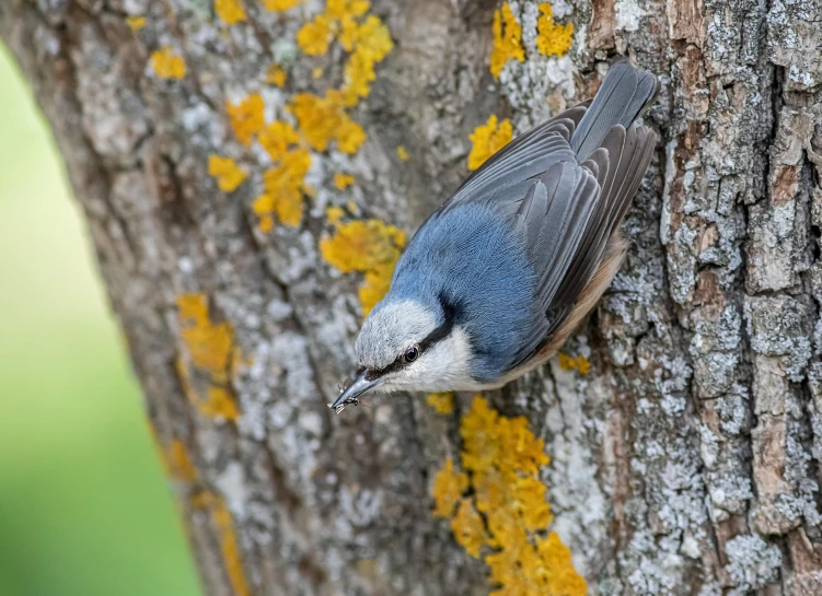 a bird resting on a tree with yellow lichen on it