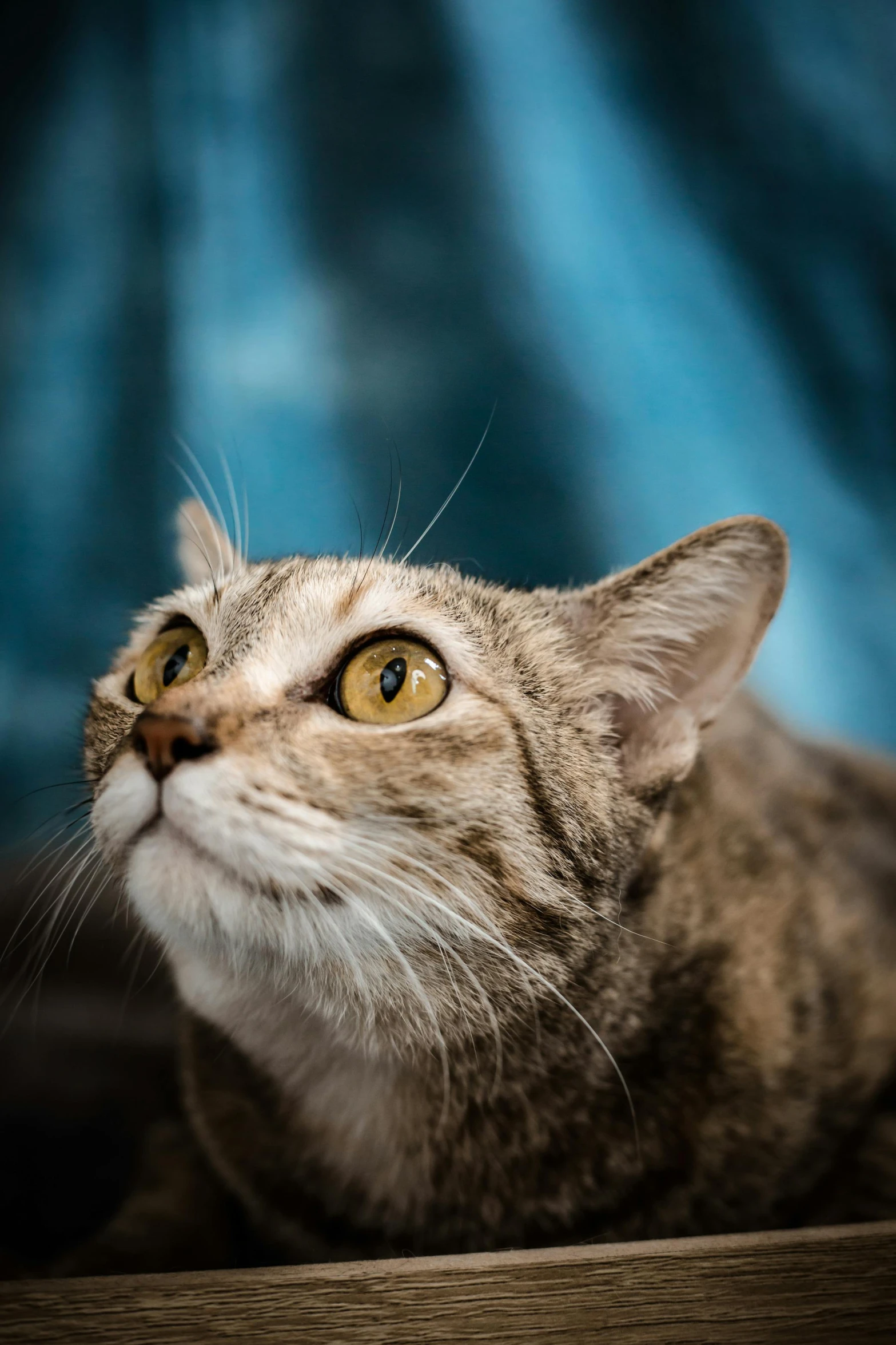 a cat with it's head looking upward into the sky