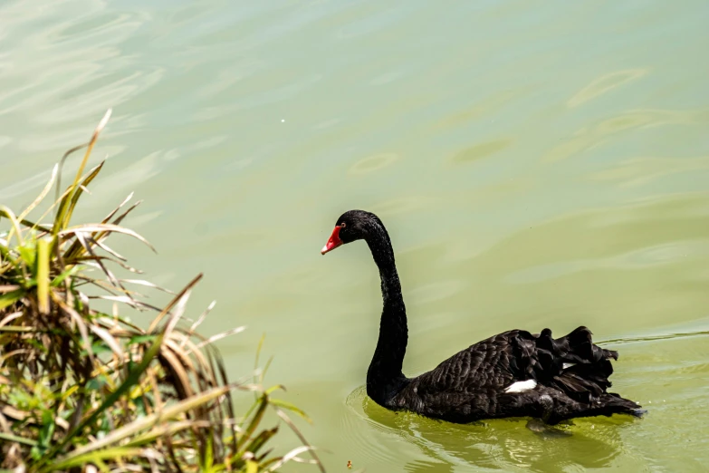 a black duck floating on top of a green lake
