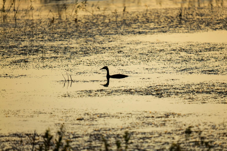 a duck in the water looking for food