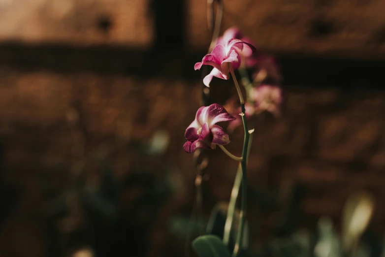 purple flowers and leaves are growing on a stem