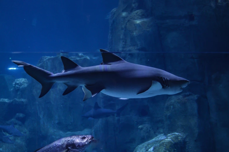 the large shark swims in an aquarium tank