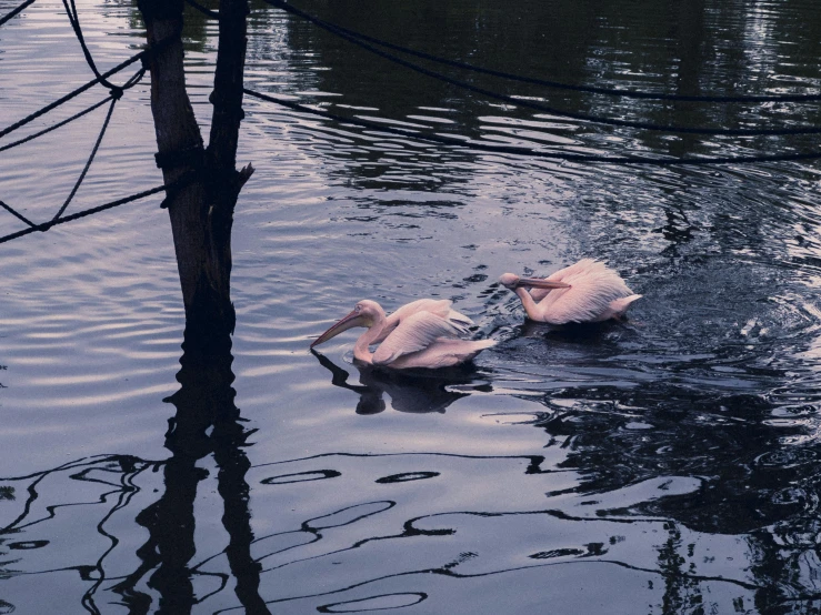 two swans in the water near some trees