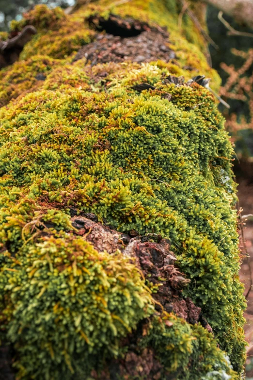 an extremely mossy surface has little birds perched on top