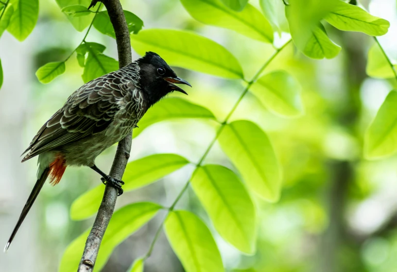 the bird is sitting on a nch among the leaves