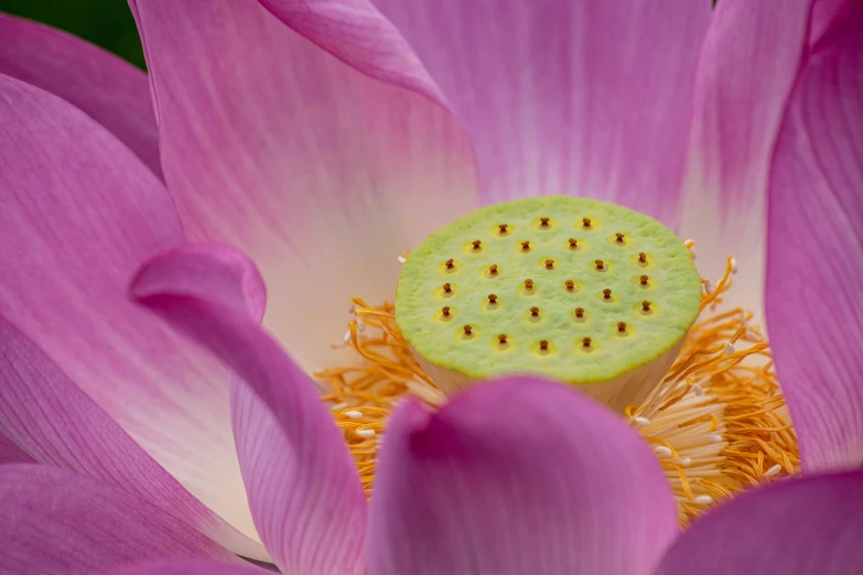 the inside of a pink flower with a perforsant at the center