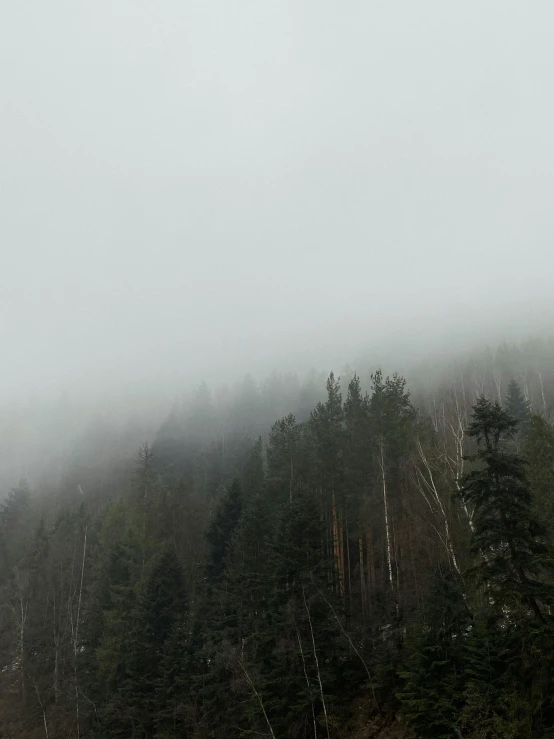 the clouds are gathering around the trees in the distance