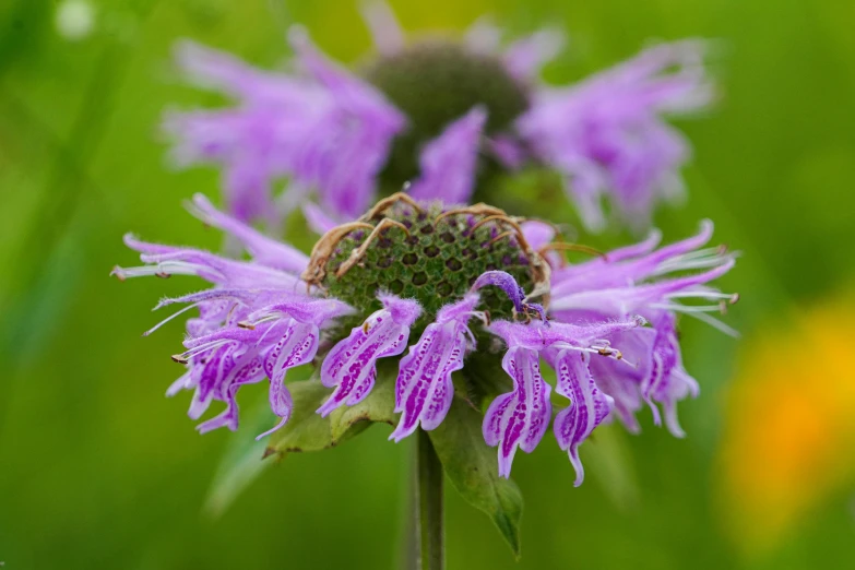 the purple flower is blooming next to a yellow bug