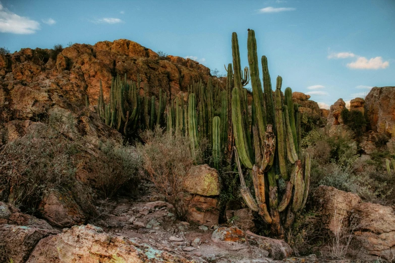 a small cactus on a mountain near the water