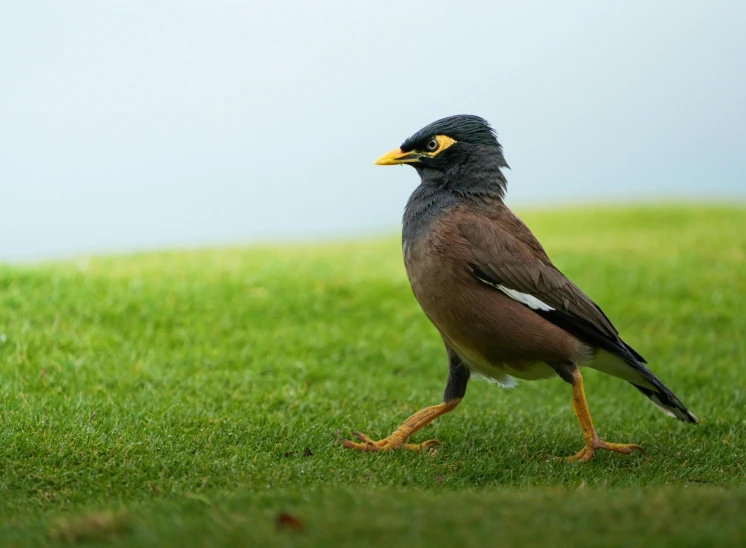 the bird is walking on grass in a field