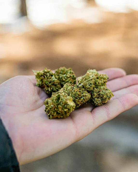 man's hand holding small group of buds