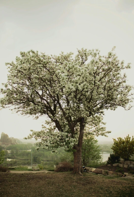 a tree sitting in a field by a river