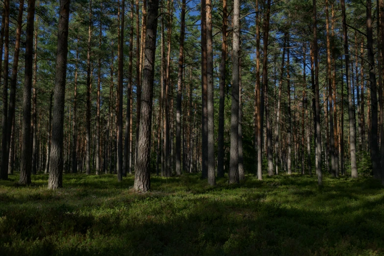 trees and grass with sunlight streaming through them