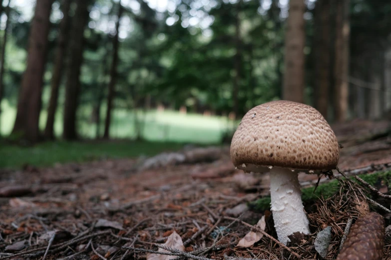 the mushroom is sitting in the woods and there are many other things to see