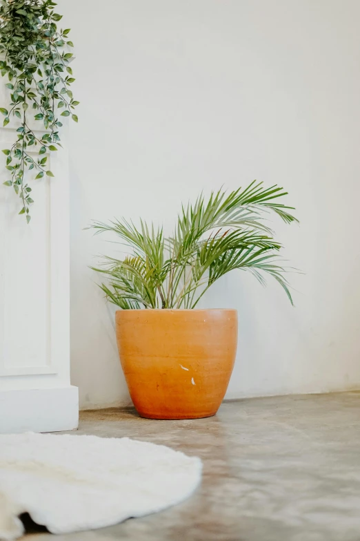 an orange potted plant sits next to a door