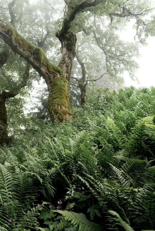 a large tree surrounded by lush green foliage